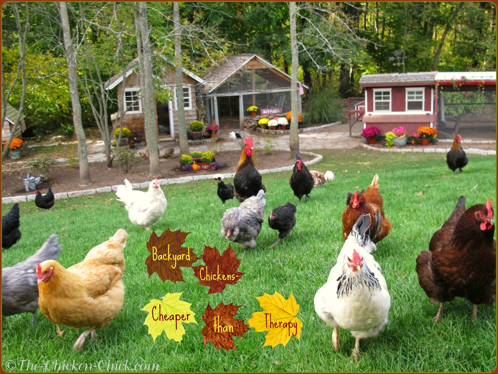 The Chicken Chick Landscape Gardening With Chickens