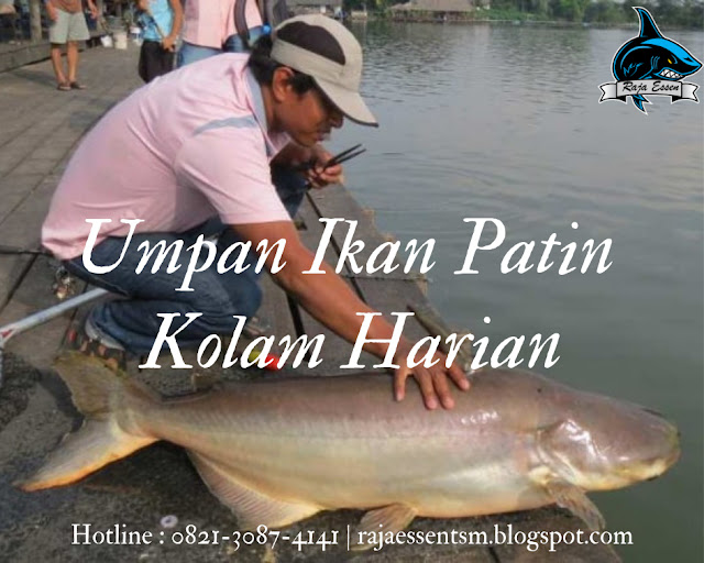 https://rajaessentsm.blogspot.com/2018/12/cara-meracik-umpan-ikan-patin-kolam-harian.html