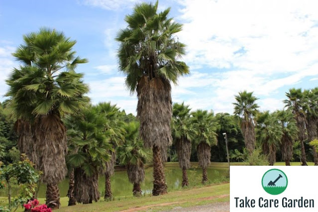 Características e Cuidados com a Árvore Palmeira-de-saia Washingtonia Filifera