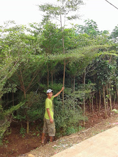 POHON PELINDUNG | KETAPANG KENCANA