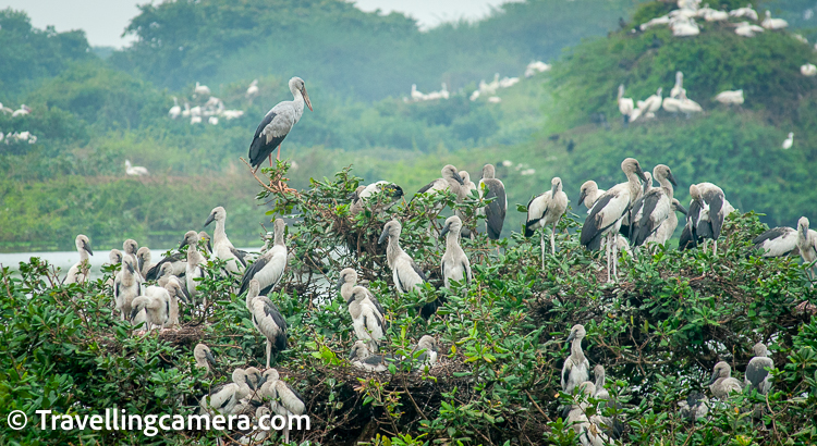 The Nellapattu Bird Sanctuary is a must-visit destination for anyone interested in birds and nature. With its diverse range of bird species and beautiful wetland habitat, the sanctuary offers a unique and memorable experience for visitors. So,if you're planning a trip to Andhra Pradesh, be sure to add the Nellapattu Bird Sanctuary to your itinerary and experience the beauty of India's avian wonders.