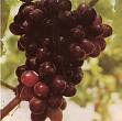 Anggur Grape