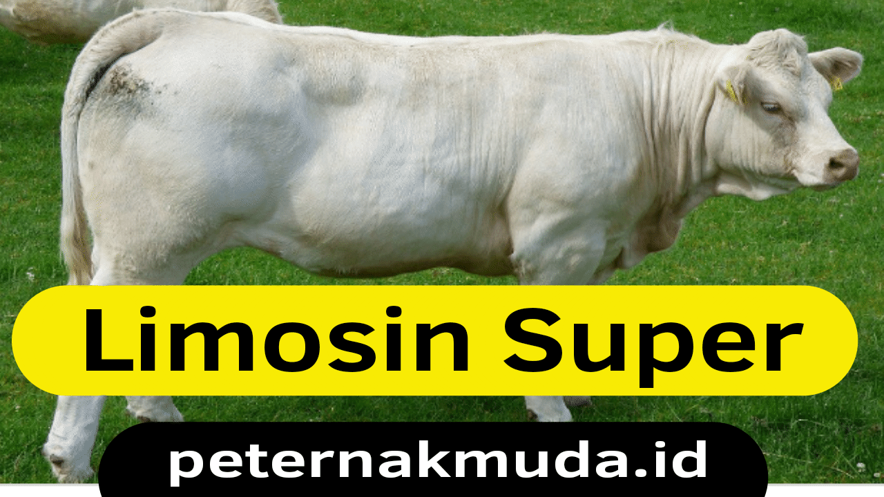 Info Harga Sapi Limosin Limousin Terbaru 2019 Peternak Muda