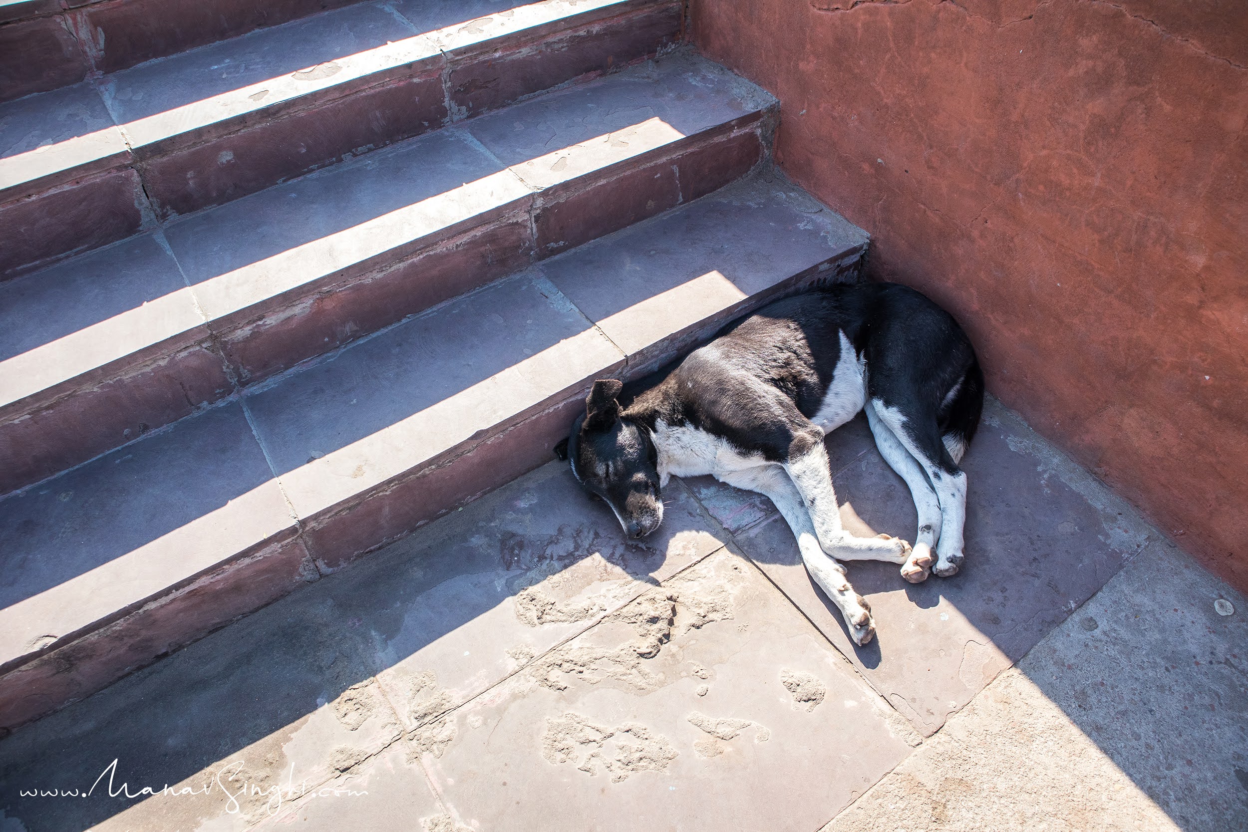 Sleeping Dog Street Photography Jaipur