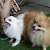Phối Giống Chó Pomeranian Thuần Chủng Giá Rẻ
