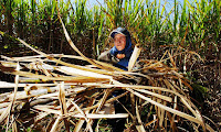 A worker cuts sugar cane on a plantation northwest of Sao Paulo, Brazil. (Photograph Credit: Alexandre Meneghini/AP) Click to Enlarge.