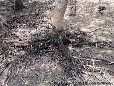 Api-api Bulu (Avicennia rumphiana)