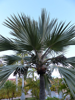 Photos de Palmiers et plantes ressemblantes de Cuba