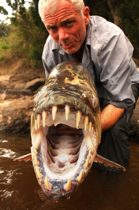 River Monster - Giant Piranha 05