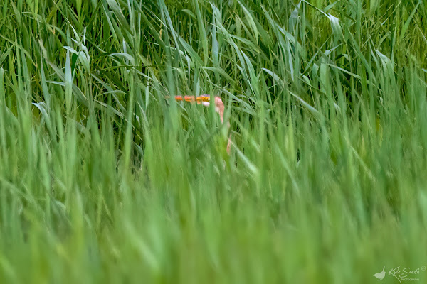 Purple heron