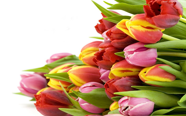 Beautiful Tulips Wallpapers