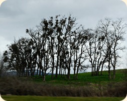 DSC_0774