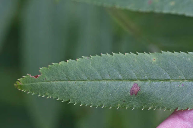 Рябина американская (Sorbus americana)