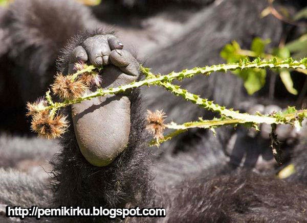 http://pemikirku.blogspot.com Foto - Foto Peristiwa Alam Yang Sangat Menakutkan