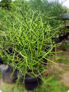 Mengenal Tanaman Patah Tulang Eupharbia tirucalli L Mengenal Tanaman Patah Tulang Eupharbia tirucalli L