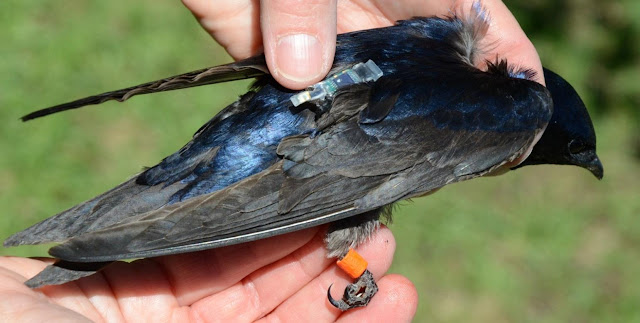 Bird Purple Martin