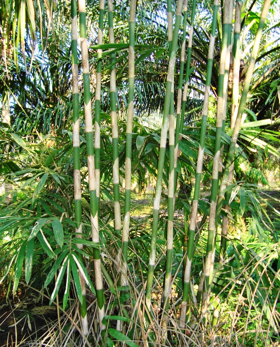 Ada kah Manfaat  dari daun bambu  yang gatal Selalu Sehat