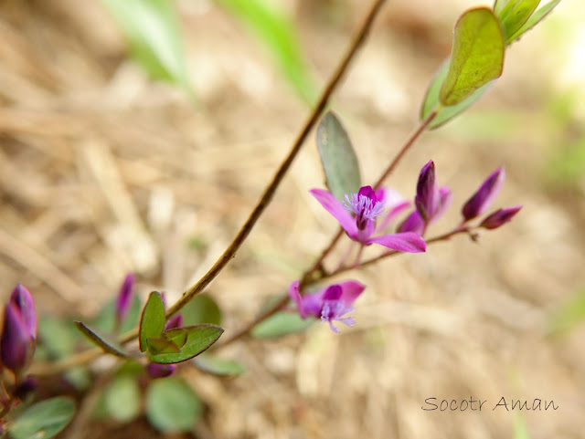 Polygala japonica