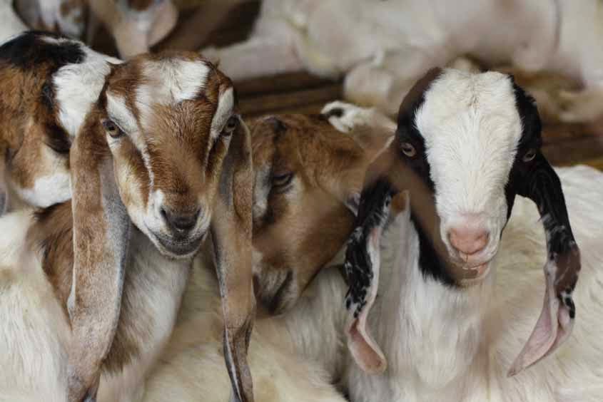 Gambar Kambing