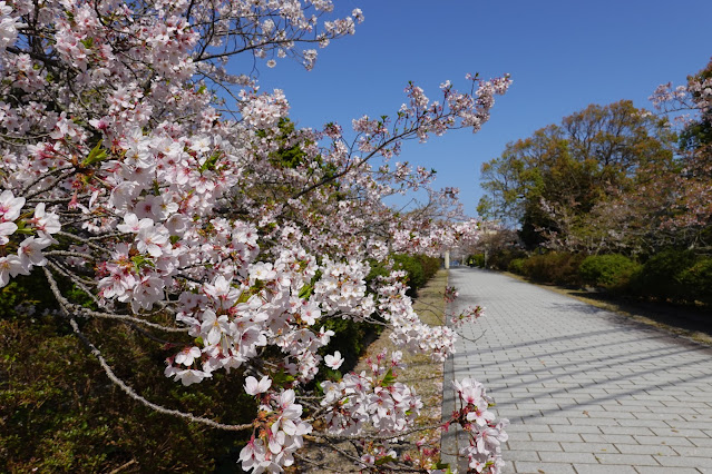 鳥取県西伯郡大山町名和 名和神社