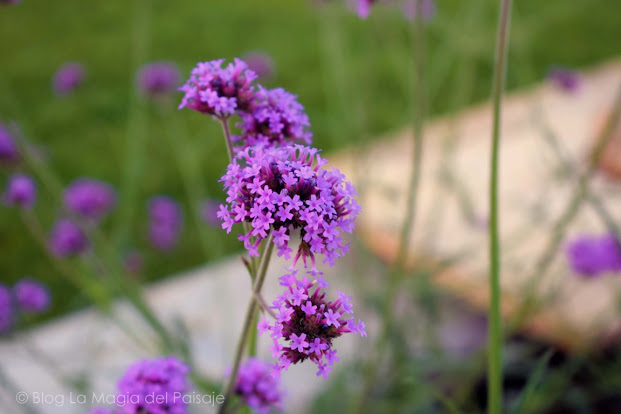 diseño jardines, mejores imágenes jardines, jardines pequeños, jardines con piscina, jardines naturales