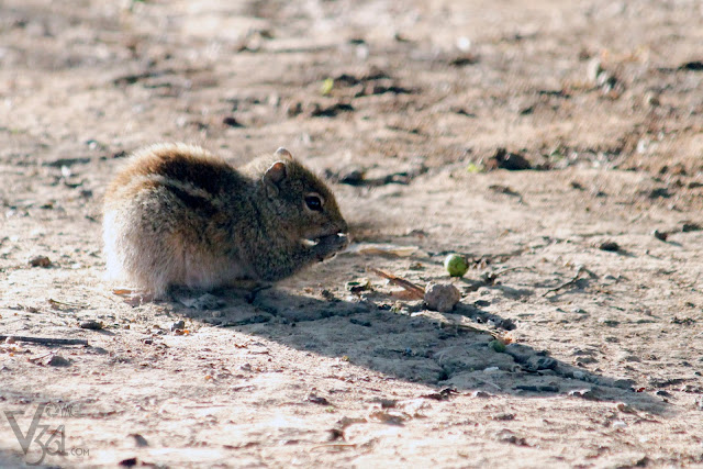 Squirrel having its food