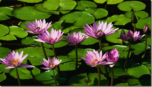 Water lilies