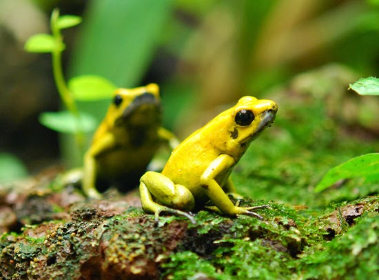 Sapo venenoso Phyllobates terribilis