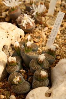 Lithops sp.