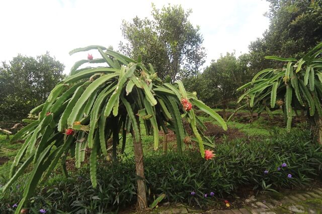 Kebun buah naga