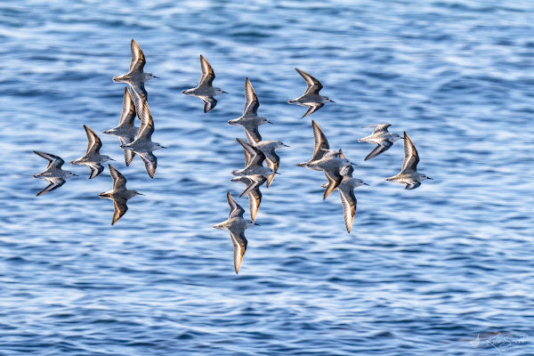 Sanderling