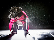 Fotos de perros con capa rosada parason imágenes full DH gratuitos .