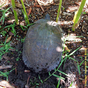 Painted Turtle in my Sunflower Garden