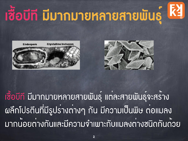 สายพันธุ์ของ เชื้อ บีที