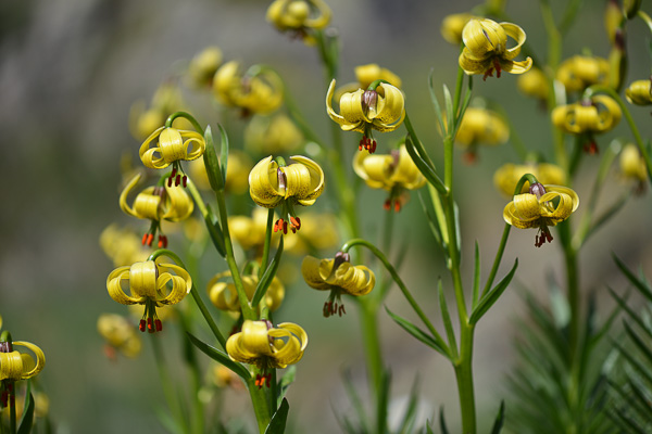 Лилия пиренейская (Lilium pyrenaicum)