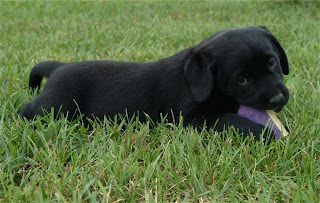 Criket Hollow Black Lab Pup