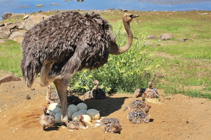 Amazing Interesting Facts about Birds