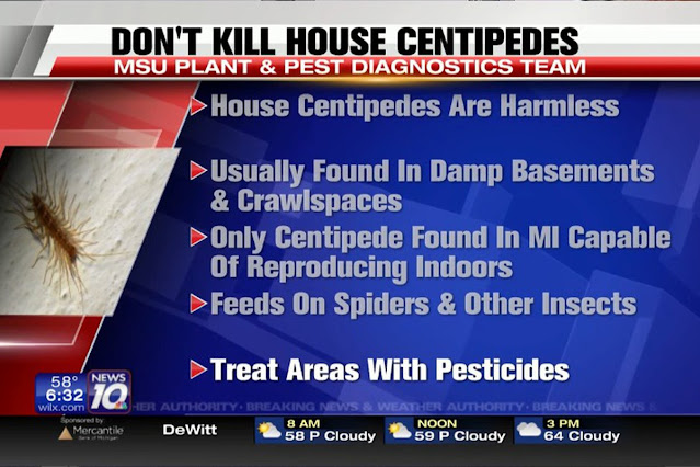 Why You Should Never Kill a House Centipede