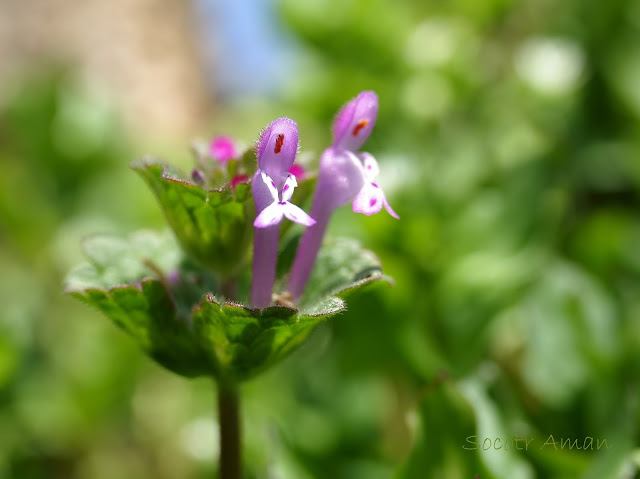 Lamium amplexicaule