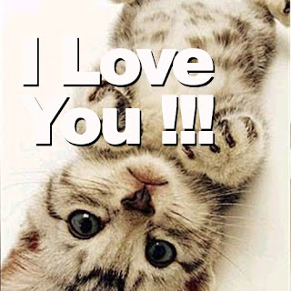 i-love-you-cute cat