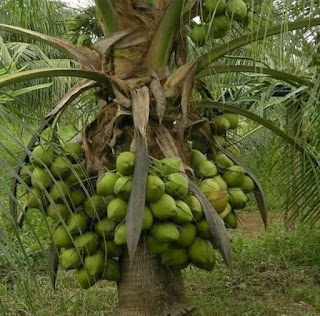 bibit kelapa genjah entok pendek berbuah lebat produktifitas tinggi