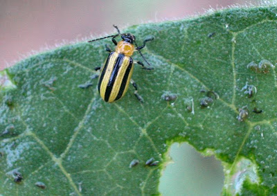 Potato Fertilizer on Are A Fraction Of The Size Of The Potato Beetles Which Are Close To