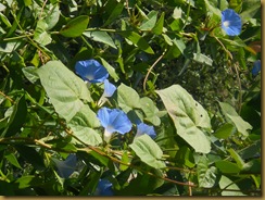 flowers04
