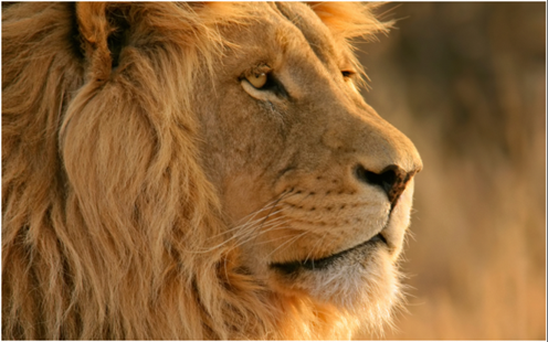 Mac-OS-X-Lion-Wallpapers2-e1317428163612 Mac-OS-X-Lion-Wallpapers2-e1317428163612
