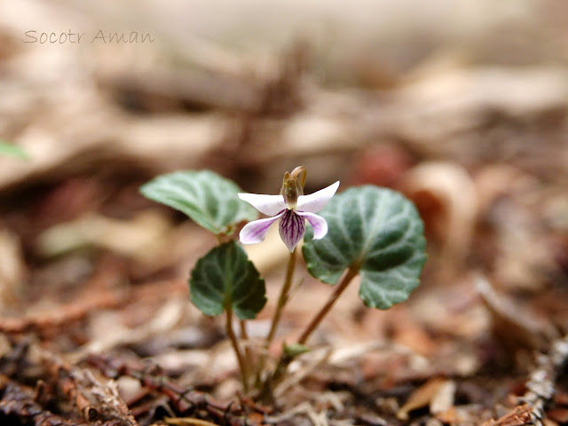 Viola sieboldii