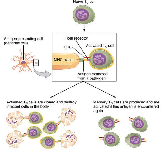 Immune system overview