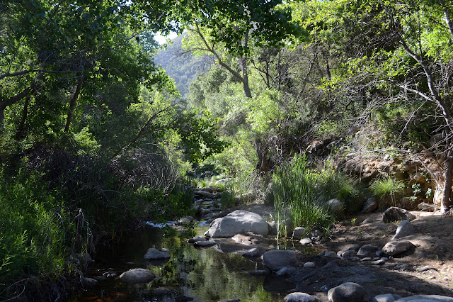 wideer creek with plenty of trees and a few cat tails