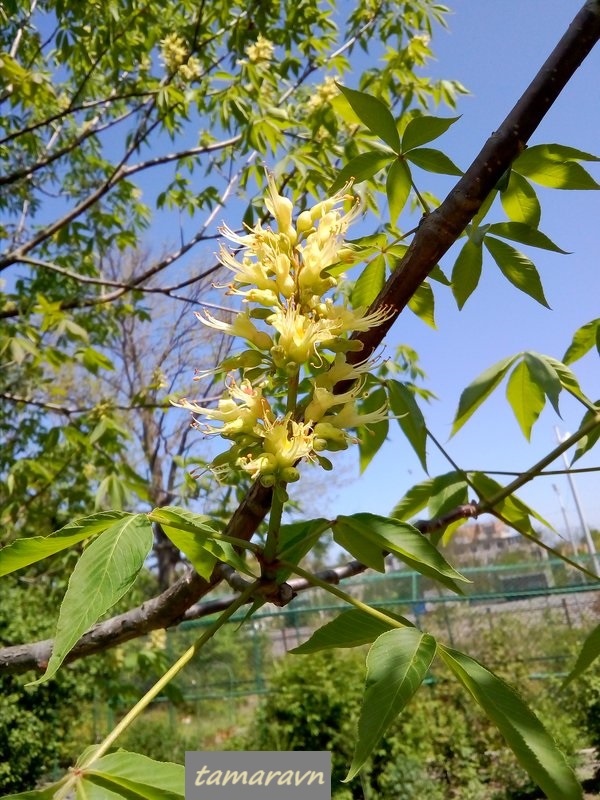 Конский каштан голый / Конский каштан гладкий (Aesculus glabra)