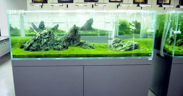 Terima Pesanan Pembuatan Meja Aquarium  Aquascape Bandung 