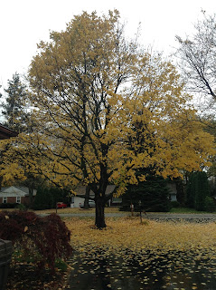 Healthy Norway Maple Tree